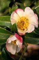 Camellia sasanqua Onigoromo