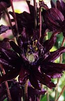 Aquilegia Clementine Dark Purple