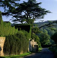Private garden Sussex castellated yew hedge above wall with Cedar of Lebanon behind
