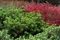 Pinus mugo 'Kobold' Berberis thunbergii 'Dart's Red Lady'