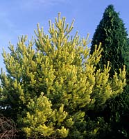 Scots pine Pinus sylvestris Aurea