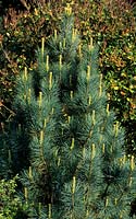 Pinus cembra Compacta Glauca