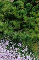 Pinus strobus Radiata Phlox Petticoat