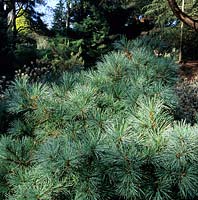 Pinus strobus Densa