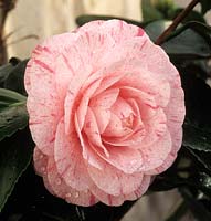 Camellia japonica William Bartley