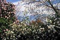 Camellia 'Cornish Snow' and 'Donation' under an Acer negundo Violaceum