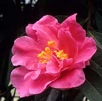 Camellia reticulata Hoyehtiekhic
