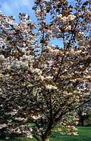 cherry tree Prunus Shirofugen