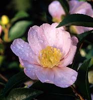 Camellia sasanqua Rosea