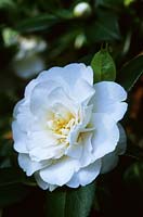 Camellia x williamsii E T R Carlyon