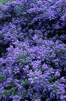 California lilac Ceanothus 'Concha'