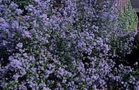 California lilac Ceanothus Blue Buttons
