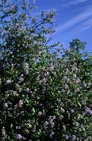 California lilac Ceanothus Edinburgh