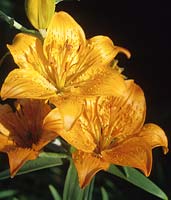 orange lily Lilium bulbiferum