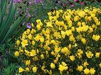 yellow flax Linum campanulatum