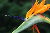bird of paradise flower Strelitzia reginae