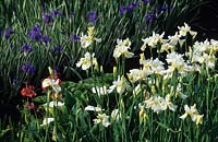 Iris siberica Creme Chantilly and Iris laevigata Variegata beside pond