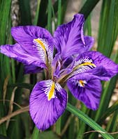 Iris unguicularis var angustifolia
