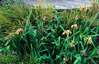 Iris Holden Clough planted amongst ornamental brasses