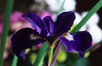 Iris siberica Shirley Pope