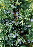 Juniper berries Juniperus x media Sulphur Spray