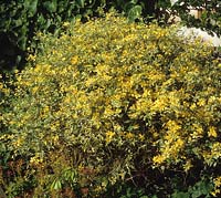 Kerria japonica Variegata