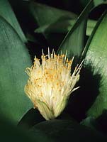 shaving brush plant Haemanthus albiflos