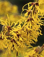 witch hazel Hamamelis Pallida Scented winter flowering deciduous small tree shrub February yellow garden plant