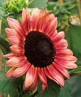 sunflower Helianthus annuus Autumn Beauty