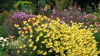 Dingle Bank Shropshire summer herbaceous border Helenium Butterpat
