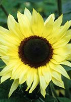 sunflower Helianthus annuus Moonlight