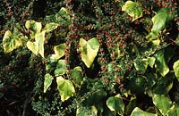 Coates Manor Sussex ivy Hedera colchica Dentata Variegata growing through Cotoneaster horizontalis