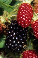 Blackberry Silvan berry
