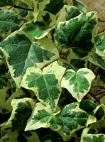 ivy Hedera helix Chester