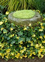 Herterton House Northumbria Hedera helix Maculata Aurea with Sedum hispanicum Aureum growing in stone urn
