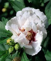 Hibiscus syriacus Ranunculiflorus Plenus