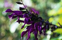 Salvia Purple Emperor