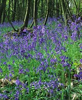 private woodland Surrey Bluebells Hyacinthoides non scriptus late Spring flower woodland shade bulb blue may