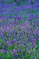 Shamley Green Surrey Bluebells Hyacinthoides non scriptus late Spring flower woodland shade bulb blue