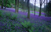Little Wakestone Sussex bluebell wood Bluebells Hyacinthoides non scriptus late Spring flower woodland shade bulb blue may