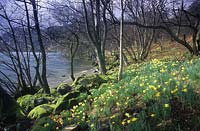 Wordsworth s Daffodils Narcissus pseudonarcissus Ullswater Lake District