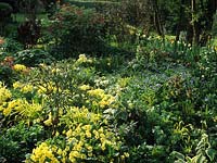 Windy Ridge Yorkshire yellow Barnhaven Primulas in woodland garden