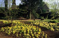 Munstead Wood Surrey Gertrude Jekyll the Primula garden Primula vulgaris