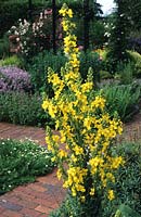 RHS Wisley Surrey herb garden great Mullein Verbascum thapsus