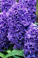 Hyacinth Hyacinthus orientalis Delft Blue