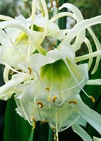 Peruvian daffodil Hymenocallis narcissiflora