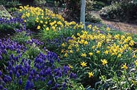 RHS Wisley Surrey Grape Hyacinth Muscari Blue Spike with Narcissus Little Witch