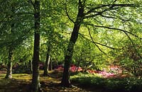 Valley Gardens Surrey stand of beech trees Fagus sylvatica in Spring