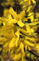 Forsythia x intermedia Spring Glory