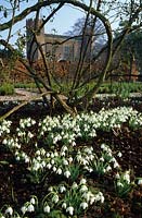 Hodsock Priory Nottinghamshire Double snowdrops in border with view of priory Galanthus nivalis Flore Plena spring flower bulb